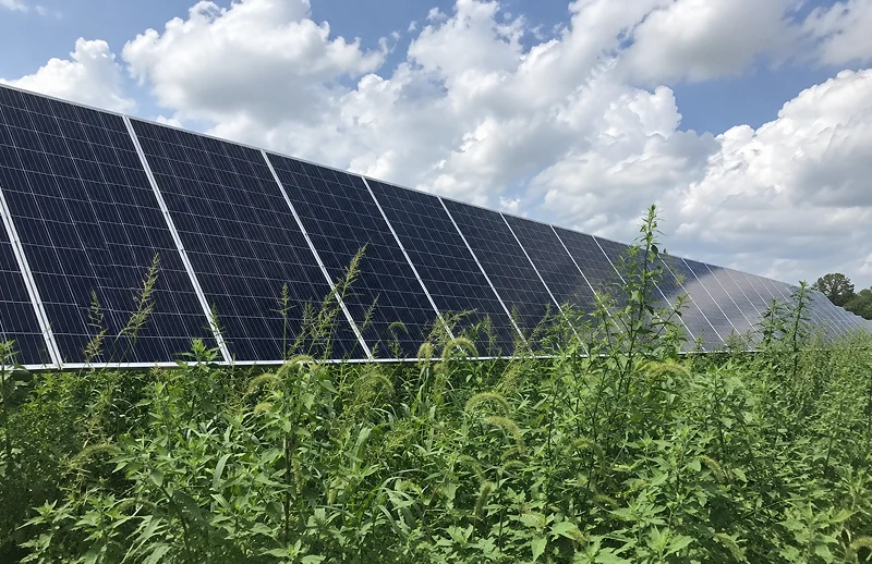 A long row of dark solar panels rises above lush green vegetation beneath a bright, cloud-filled blue sky, conveying clean energy in a rural landscape.